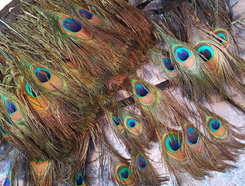 Real natural peacock eye - real,