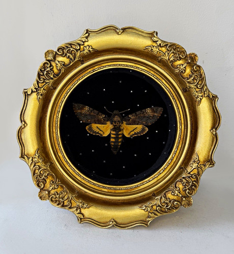 Death head hawk moth - head,