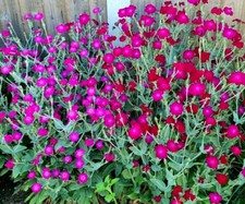 10 x Plug Plants Rose Campion Lychnis Coronaria Hardy Clump forming  Perennial
