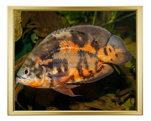 Oscar fish karlsruhe zoo - fish,
