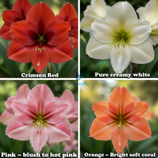Amaryllis Lily Holland Multi