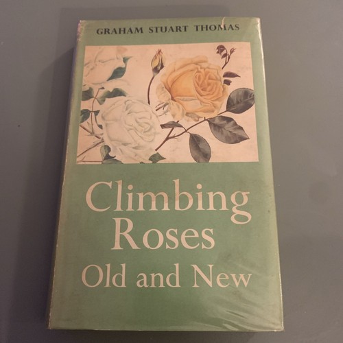 Climbing roses old - roses,