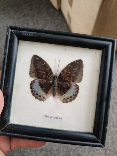 Taxidermy archduke butterfly - taxidermy,