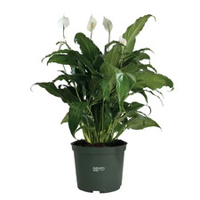 Spathiphyllum Sweet Chico Live