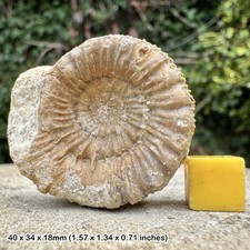 Rare Peronopsis acanthopsis