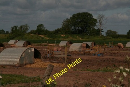 Photo 6x4 numbered pig - 6x4,