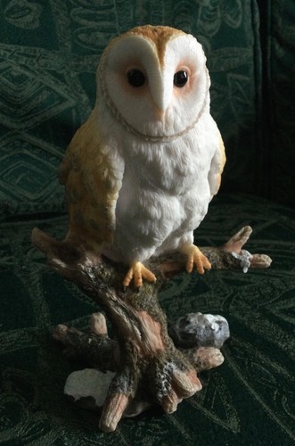 Beautiful barn owl branch - barn,