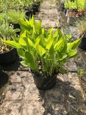 Rudbeckia fulgida  'Goldsturm'  (Not a 9cm) Great Value 2 Litre Plant!