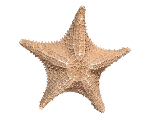 Large natural dried starfish - large,
