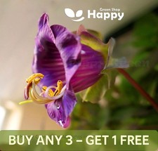 RARE - CUP AND SAUCER VINE