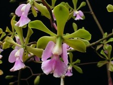 Cattleya Epidendrum