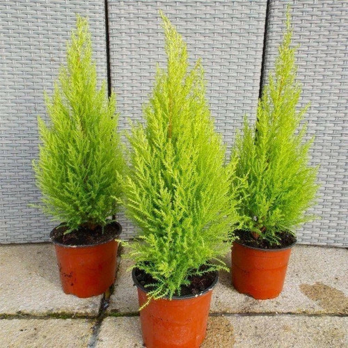 Cupressus macrocarpa - 3, x