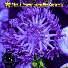 CS Pulsing Xenia - WYSIWYG