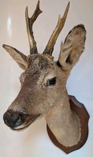 TAXIDERMY ROE DEER MOUNTED HEAD - Vintage Stag Decor Animal Ornament Cool