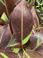 Musa Siam Ruby | Blood Banana | Plug Plant