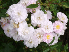 Little Rambler - Light Pink
