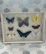 9x Moth & Butterfly’s Taxidermy In A Display Case - Caligo - Morpho - Inachis