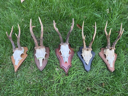 Nice roe deer buck - 5x, deer/buck