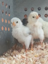 10+2 Endangered Hatching Eggs