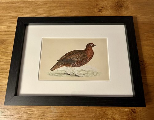 Rev morris framed - -, &