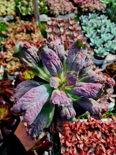 Echeveria linguas purple - linguas, |