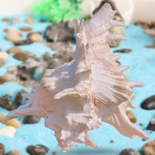 Conch Shell Aquarium Decoration Aquarium Ornament Gift Decorative Seashell Fish