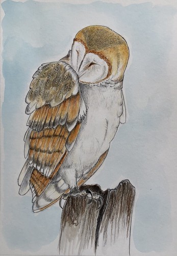 Original barn owl illustration - barn,