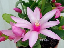 Rhipsalidopsis Gaertneri Easter Cactus Light Pink rooted  plant A11???