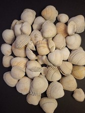 Small Natural Sea Shells. All Cleaned. Cockle Shells. 200 gram bag