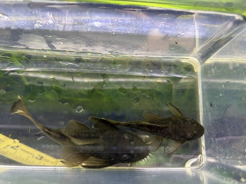 Wysiwyg breeding pair - pair, of