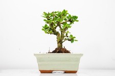 Fukien Tea Tree Bonsai  'Broom