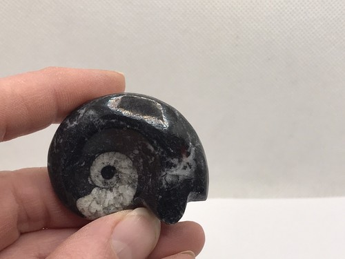 Goniatite fossil ammonite - fossil,