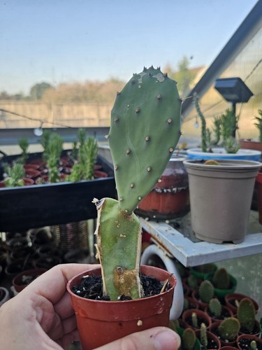 Eastern prickly pear - eastern,