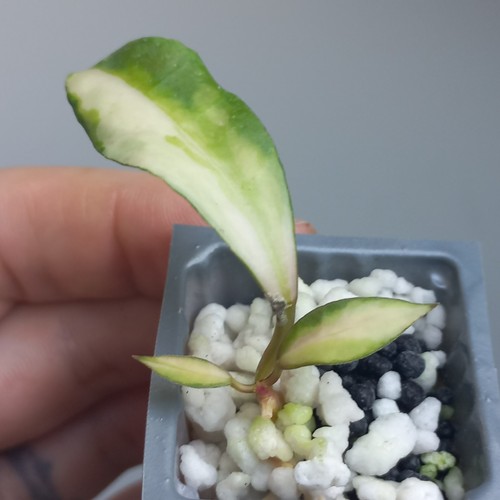 Very rare hoya - rare!, walliniana