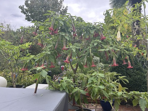 Brugmansia artus angels - artus,