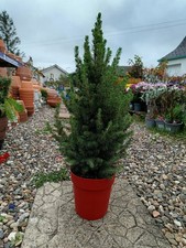 Picea Glauca in Red Pot | 2 L