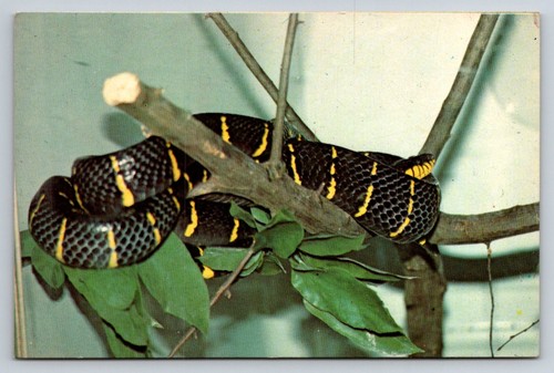 Mangrove snake postcard - mangrove,