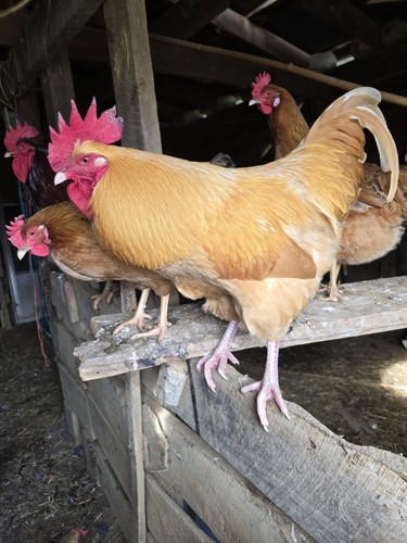Barnyard mix chicken - barnyard,