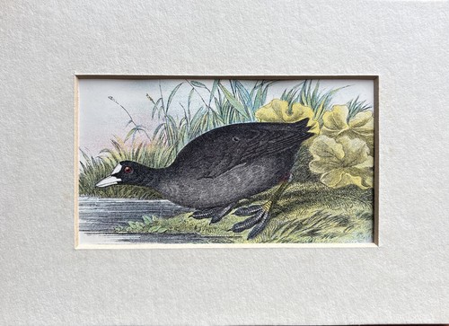 Antique common coot coloured - antique,