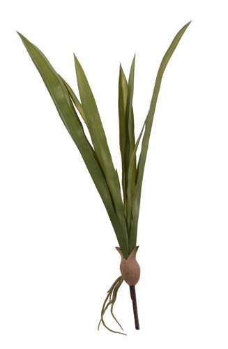 Cymbidium leaves inch - cymbidium, 23