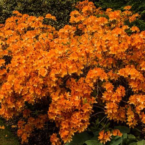 Colourful garden shrub orange - colourful,