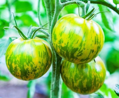 Tomato green zebra - green, zebra’