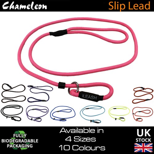 Slip lead leash rope - lead, puppy