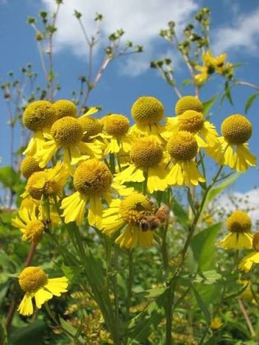 Helenium prairie ghost - helenium, 'prairie