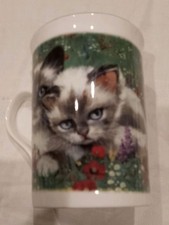 Gorgeous Siamese Kittens fine