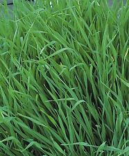 Vegetable - Green Manure - Grazing Rye - 500g Seed - Bulk Packet