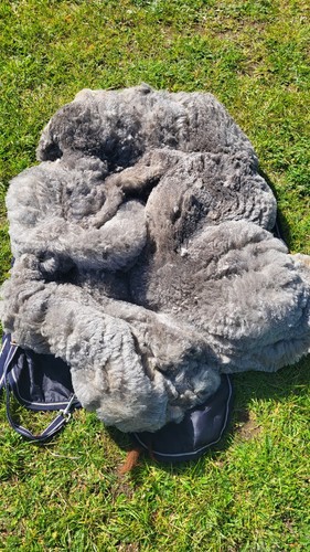 Grey alpaca fleece buzz - alpaca,