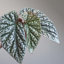 RARE - Begonia Snowcap PINK