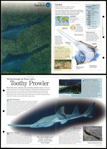 Sawfish fish discovering - #42,