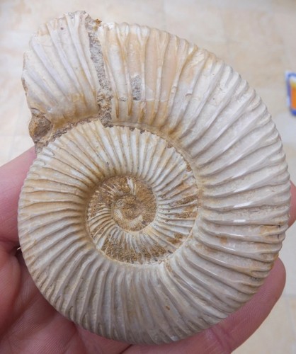 Fossil ammonite perisphinctes - fossil, (perisphinctes